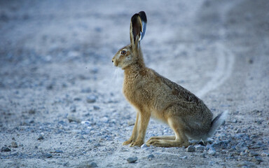 Obraz premium Brown Hare on the field, (Lepus Europaeus), the young hare.