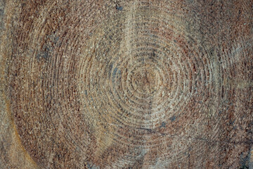 Naklejka premium Close-up cut a tree log, wood textured.
