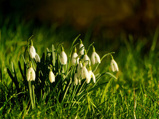 Snowdrops bloom in a meadow in spring.