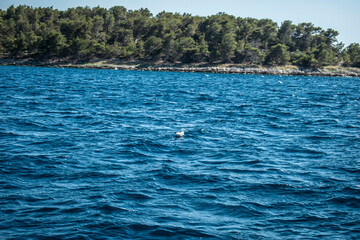 seagull drifting in the sea