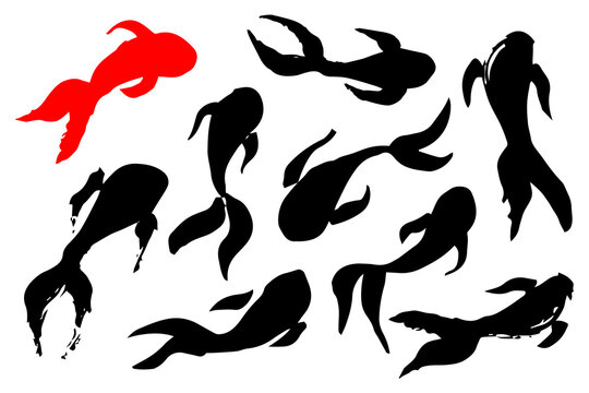 Carp koi fish swimming in a pond hand painted with ink brush. Png clipart isolated on transparent background