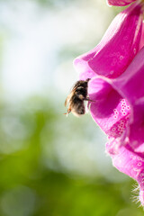 Bumblebee entering a Foxglove Digitalis purpurea.