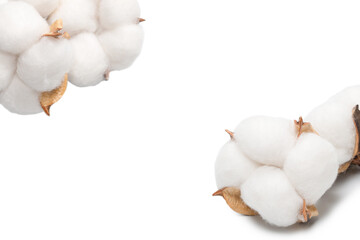 Cotton flower branch isolated on white background.
