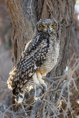 Spotted Eagle Owl, Kgalagadi, Kalahari 