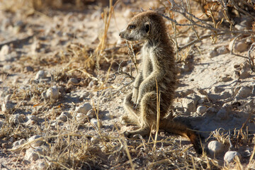 Young Meerkat or Suricate, Kgalagadi, Kalahari