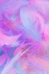 Obraz premium Colorful feather background, top view.