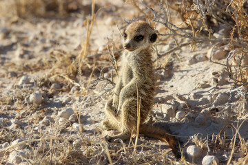 Fototapeta premium Young Meerkat or Suricate, Kgalagadi, Kalahari