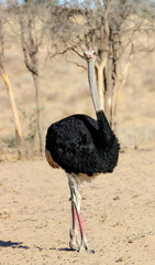 Male ostrich with red legs ready for breeding, Kgalagadi, Kalahari 