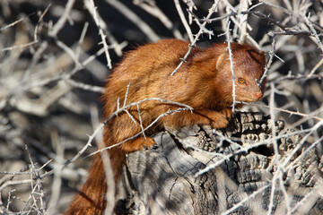 Common Slender Mongoose (Herpestes sanguines), Kgalagadi, Kalahari 