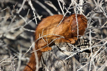 Common Slender Mongoose (Herpestes sanguines), Kgalagadi, Kalahari 