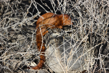 Common Slender Mongoose (Herpestes sanguines), Kgalagadi, Kalahari 
