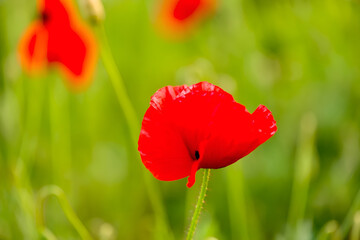 Beautiful poppies in a field among grass plants.