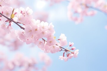 cherry blossom in spring time on blue sky background, soft focus, cherry blossom sakura in spring time, soft background, AI Generated