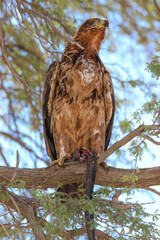Tawny Eagle (Aquila rapax), with snake prey, Kgalagadi, Kalahari