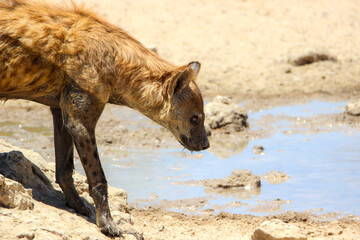 Spotted Hyena, Kgalagadi, South Africa