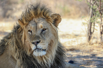 Male lion in the Kgalagadi, Kalahari 