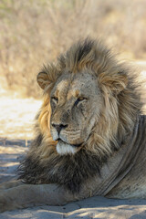 Male lion in the Kgalagadi, Kalahari 