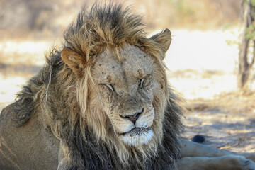 Naklejka na ściany i meble Sleepy male lion, Kgalagadi, Kalahari