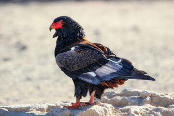 Bateleur Eagle (Terathopius ecaudatus), Kgalagadi, Kalahari