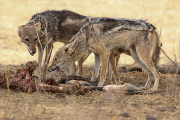 Fototapeta premium Black-backed Jackal (Lupulella mesomelas), Kgalagadi, Kalahari 