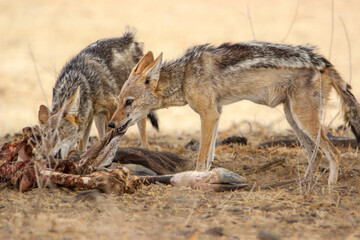 Black-backed Jackal (Lupulella mesomelas), Kgalagadi, Kalahari 