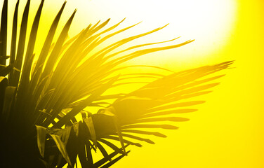 palm leaves against hot tropical sun