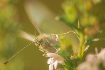 Front view of a butterfly head on a flower, with visible light wings, eyes and moment he is eating nectar from the flower. Butterfly on a green background.