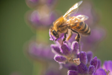 Side view of a common bee feeding with nectar from a lavender flower. Macro photo of an eating bee outside, sticking head in the petal..