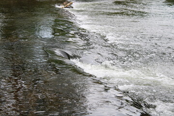 Rural Tennessee Creek In The Great Smokey Mountains