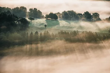 Selbstklebende Fototapete Morgen mit Nebel Morgennebel im Pfälzerwald