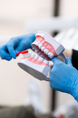 Dentist with blue latex gloves teaching patient to brush teeth correctly demonstrating technique on human jaws model stomatologist showing routine personal hygiene closeup