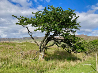 Resilience: Hawthorn Tree on Mountaintop