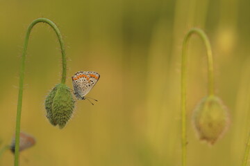 una farfalla comune blu su un bocciolo di papavero