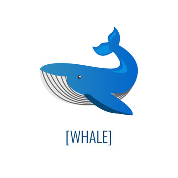 Blue whale on transparent background. Blue whale infographic card. Whale. 