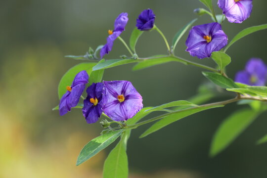 Lycianthes rantonnetii. Purple flowers of Solanum rantonnetii known as blue potato bush.