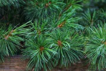 christmas tree branches