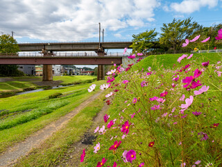 コスモス（北海道北広島市共栄町）