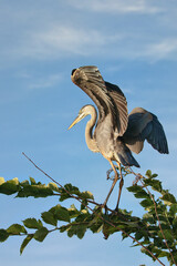 Great blue heron perch in a tree - 644207960