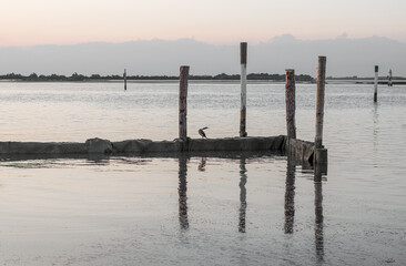 Fototapeta premium Cormorant in the distance enjoying the sunset on a pier in the Grado lagoon. The wooden poles are reflected on the sea and the atmosphere at sunset.