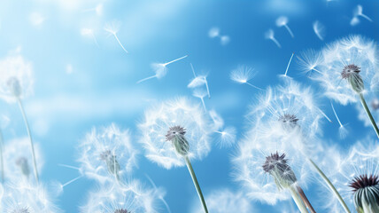blue sky background. dandelion. summer background. nature. nature.