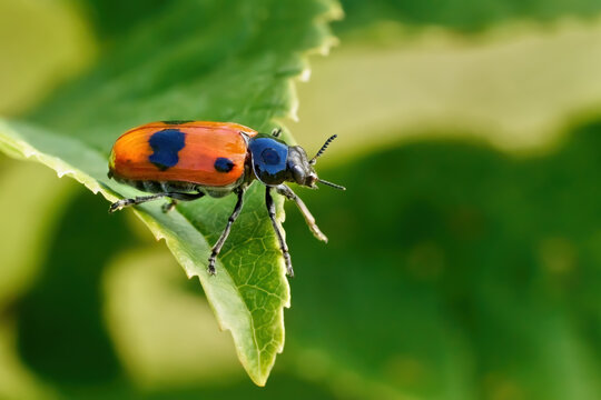 Ameisensackk&auml;fer (Clytra laeviuscula) in Seitenansicht auf der Spitze eines Blattes mit gezacktem Rand - Baden-W&uuml;rttemberg, Deutschland