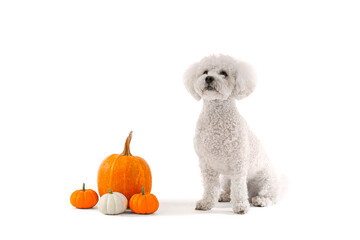 Cute little dog with pumpkins sitting on white background. Thanksgiving day celebration