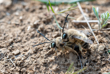 Wild bees during the breeding season, males fight for the opportunity to mate with females
