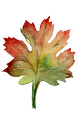 autumn leaf 2