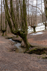 Basque Beauty: Exploring the Vibrant Autumn Landscape of Otzarreta Beech Forest in Gorbea Natural Park