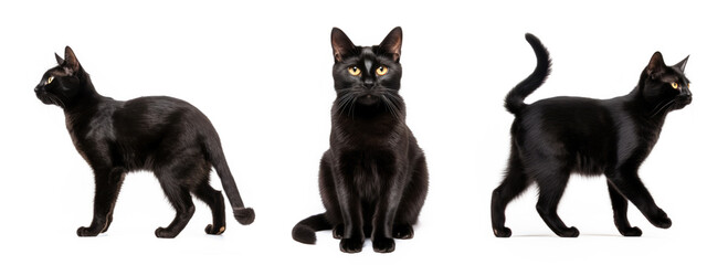 collection set of black cats. white background isolated. Halloween concept. yellow eyes. black fur. 