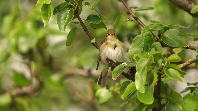 A willow warbler (Phylloscopus trochilus) polishing its feathers and singing in a pear tree in early spring
