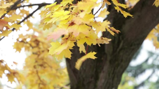 the yellow leaves of the Canadian maple in the park are falling in the wind