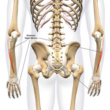 Lower Arm Extensor Digiti Minimi Muscles Isolated on Male Human Skeleton, Labeled 3D Rendering on White Background