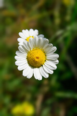 white chamomile in the greenery